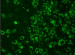 vitro cells
