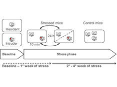 stress mice figure